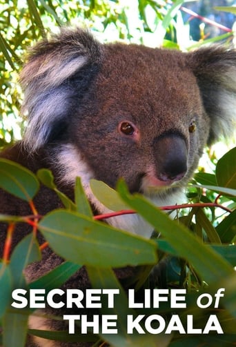 Secret Life of the Koala