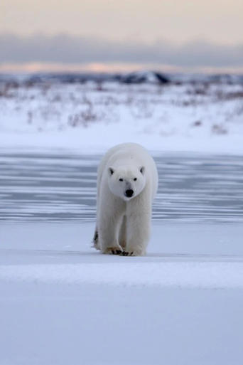 Polar Bear Country