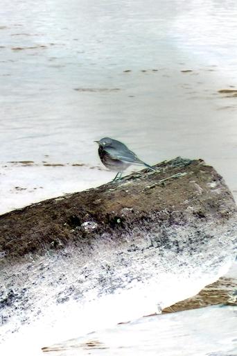 Hermit Thrush