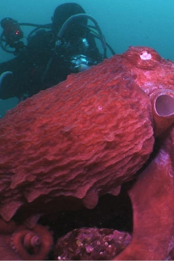 Watch Animal Instincts - When Monsters Call - The Bizarre Water-World of Noto Peninsula, Japan