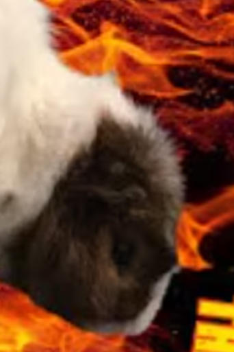 GUINEA PIGS: THE MOVIE