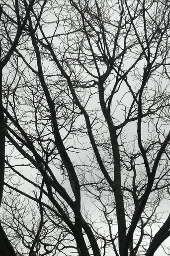 Tree Limbs