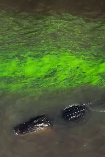 Watch River of Grass