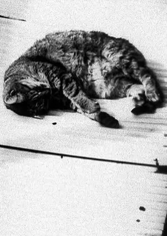 Watch Cat