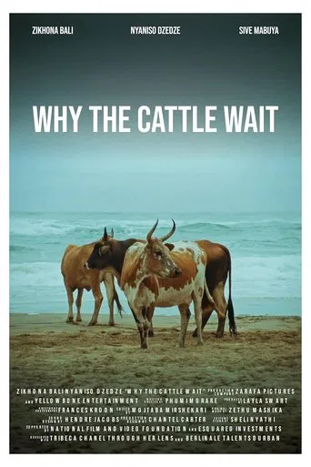 Watch Why The Cattle Wait
