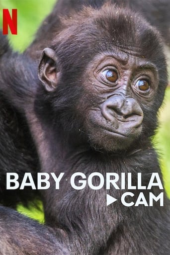 Bebé gorila - Webcam