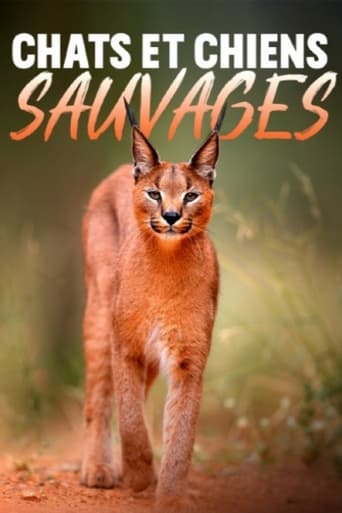 Chats et chiens sauvages