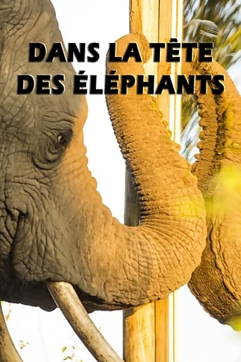Dans la tête des éléphants