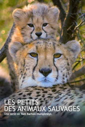 Les petits des animaux sauvages