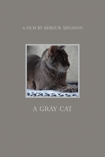 A Gray Cat