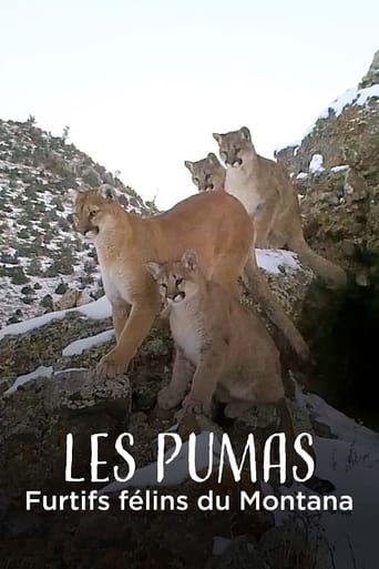 Les Pumas, furtifs félins du Montana