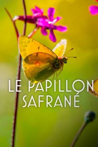 L’histoire du papillon safrané