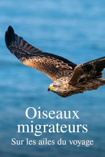 Oiseaux migrateurs : Sur les ailes du voyage