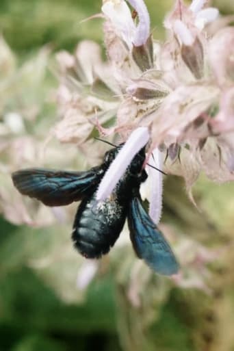 Wo die wilden Bienen wohnen