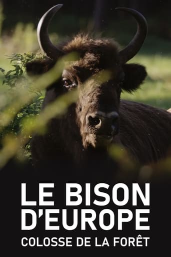 Le Bison d'Europe, colosse de la forêt