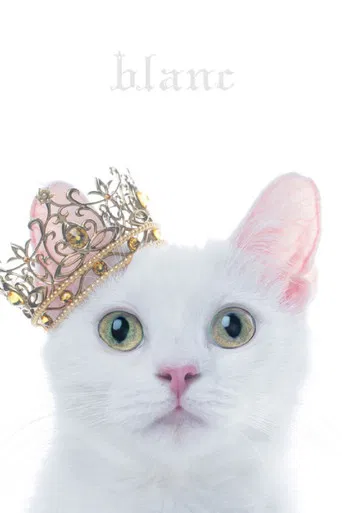 Aimer: Best Selection 