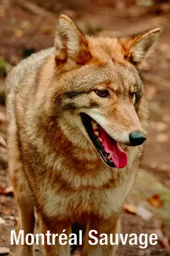Montréal sauvage