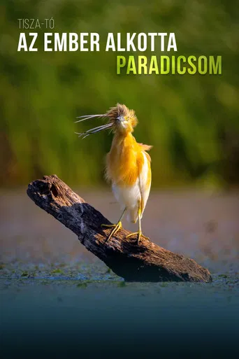 Tisza-tó - Az ember alkotta paradicsom