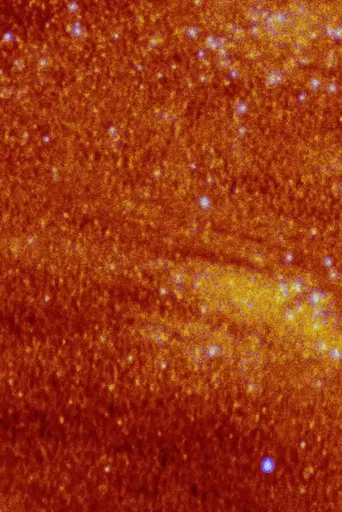 라 플랑트 당상트 드 데자스트르