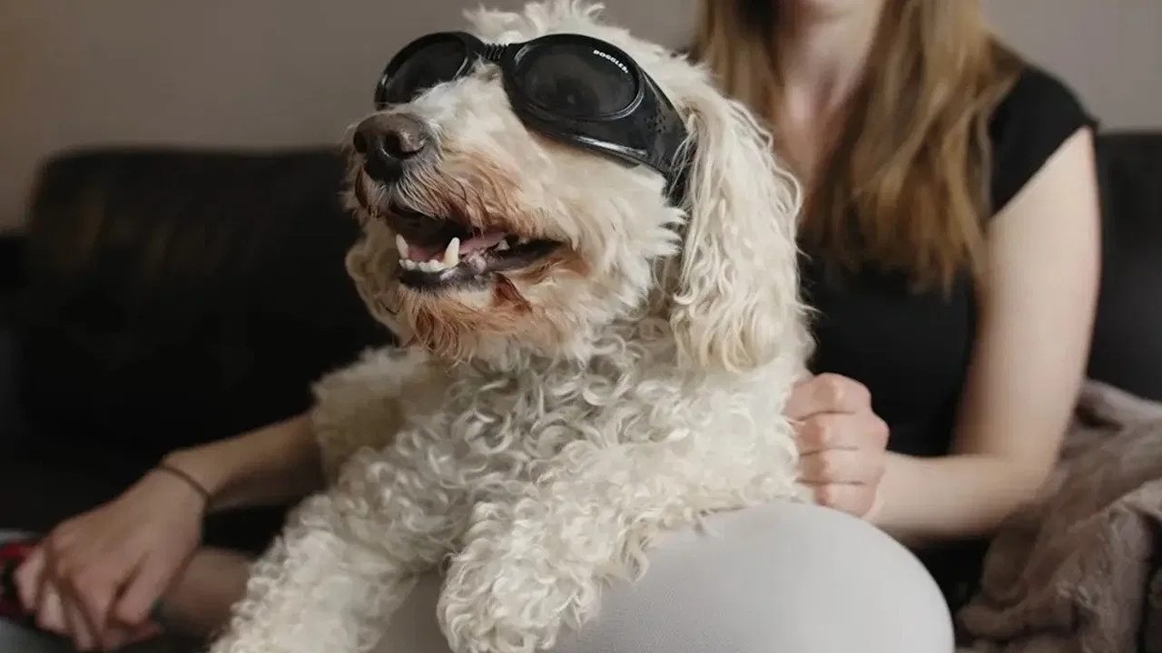In Dog Years