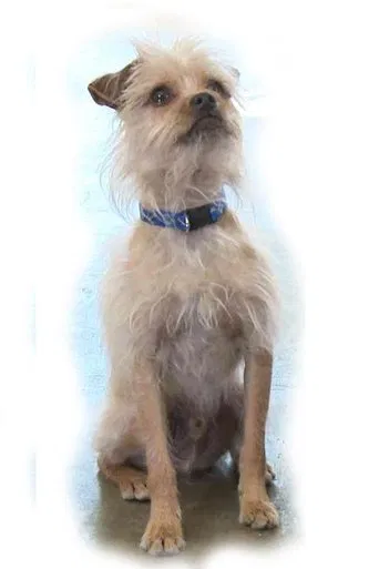 Watch Pretty Little Doggie