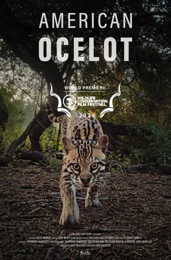 Watch American Ocelot