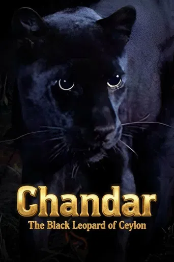 Chandar, the Black Leopard of Ceylon