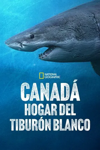 Sharks of the North