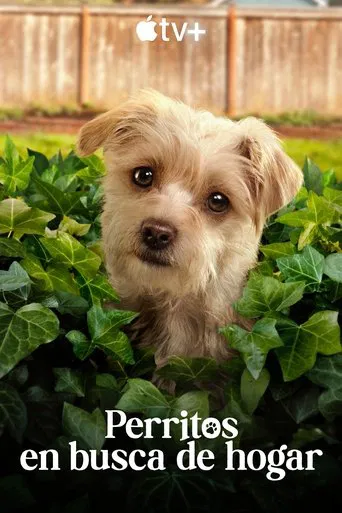 Cachorritos: buscando un hogar