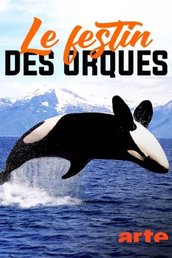 Noruega: el banquete de las orcas