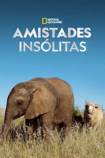 Unlikely Animal Friends