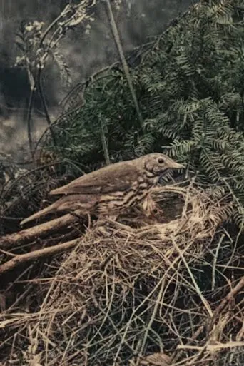 Les oiseaux chez eux