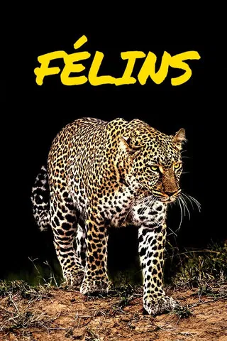 Félins