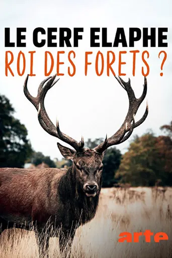 Le cerf élaphe, roi des forêts ?