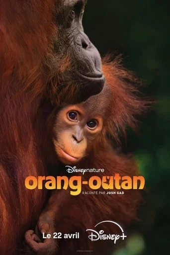Orang-outan